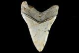 Fossil Megalodon Tooth - North Carolina #108882-2